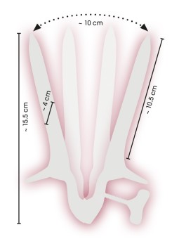 SPECULUM VAGINALE "COLLIN"